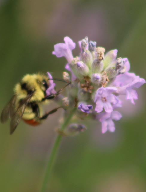 Bee on flower