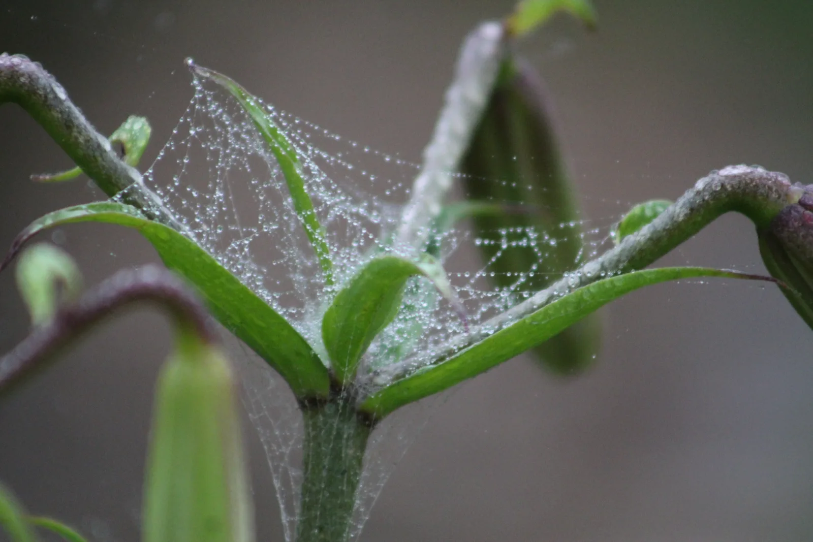A dew-covered spider web stretched between flowering plants
