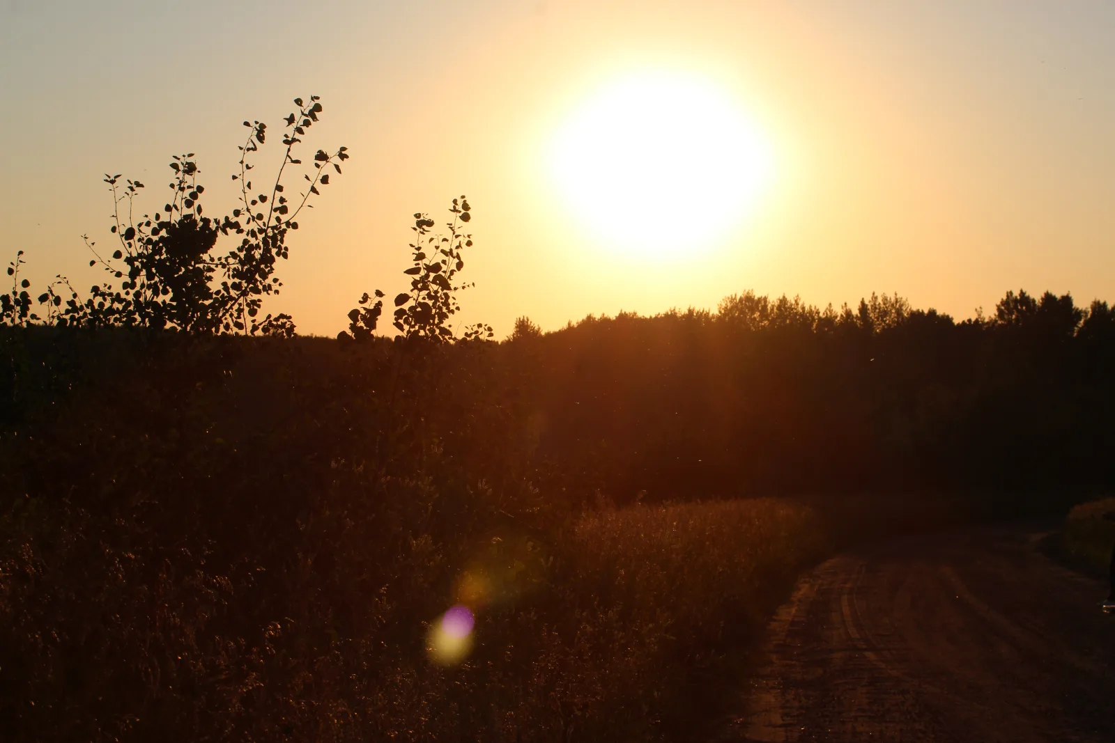 Sunset over a tree-lined path and open landscape