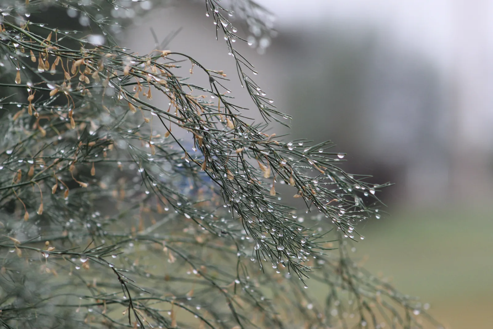 Fine-leaved plant branches holding droplets of water