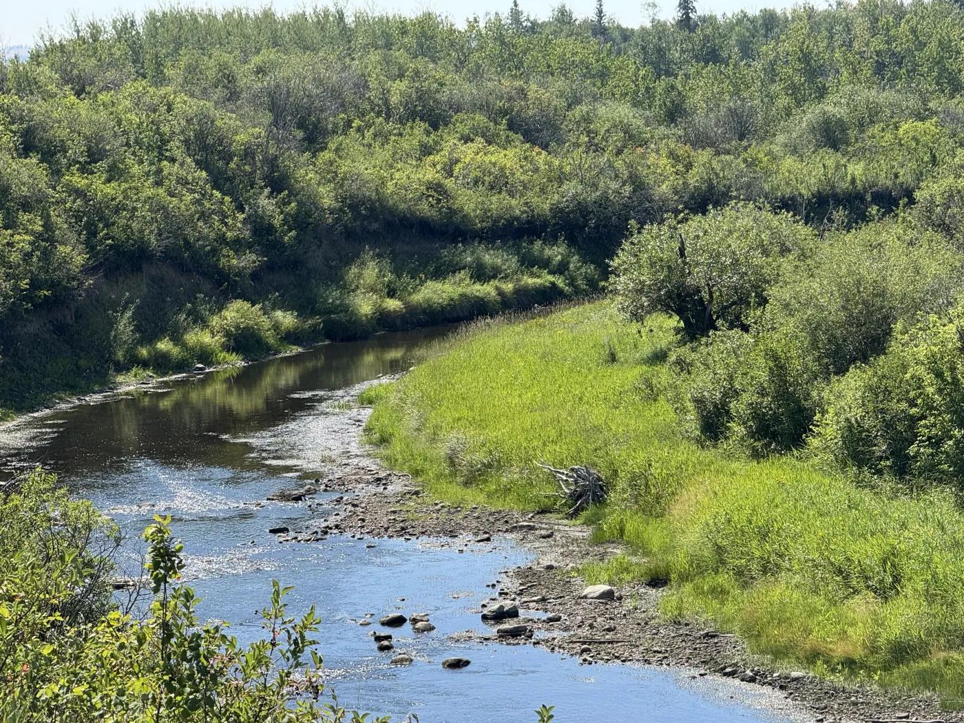 A river flowing through a green landscape in Maskwacîs